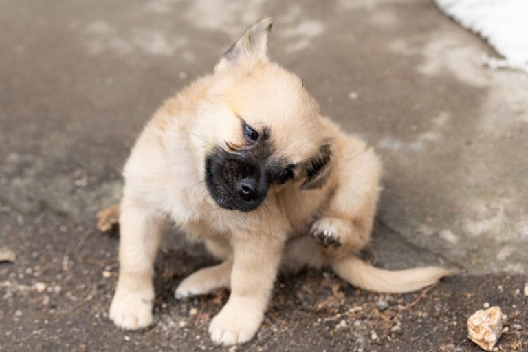 外で体をかく子犬