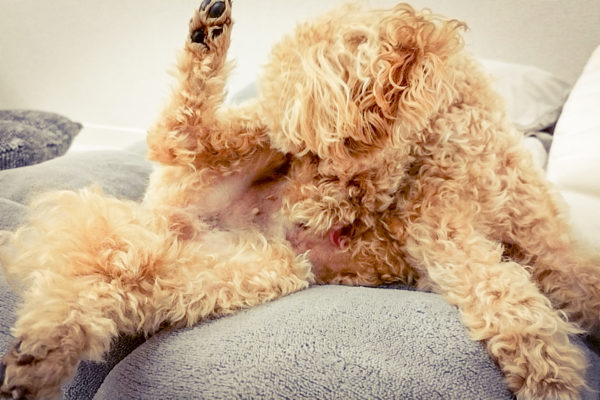 お腹を舐めるトイプードル