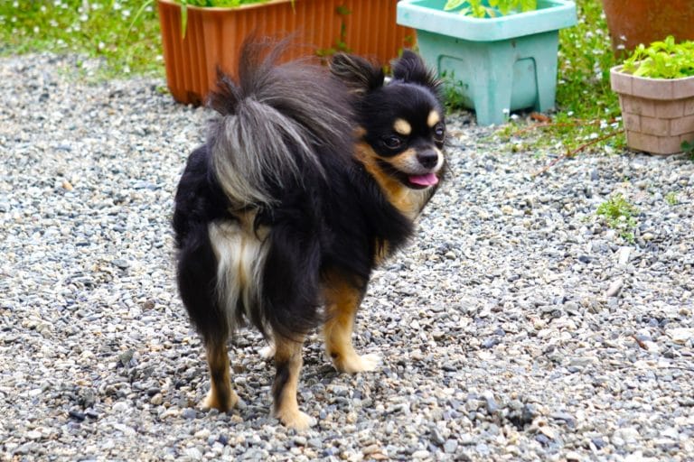 庭で後ろを振り返るチワワ