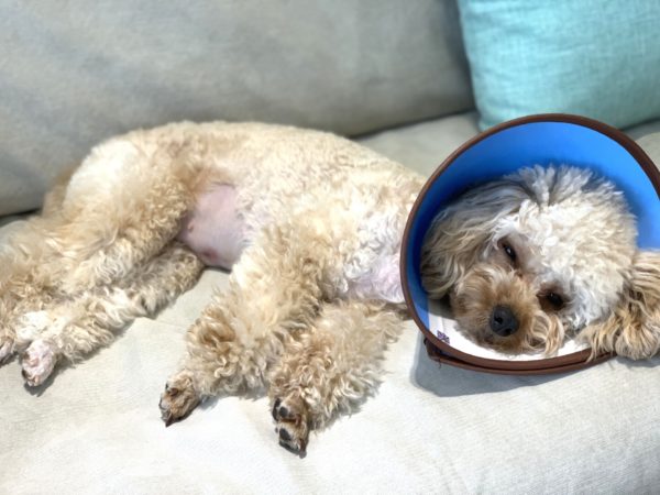 カラーをつけてソファに横たわる犬