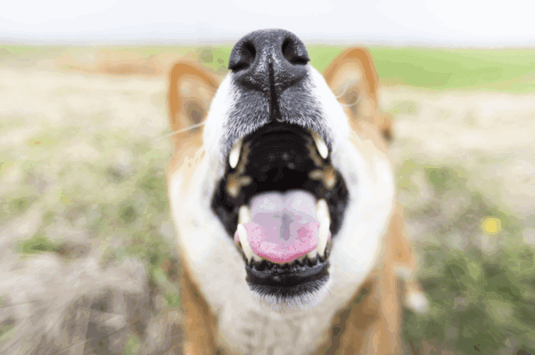 口を大きく開けてこちらに向く柴犬