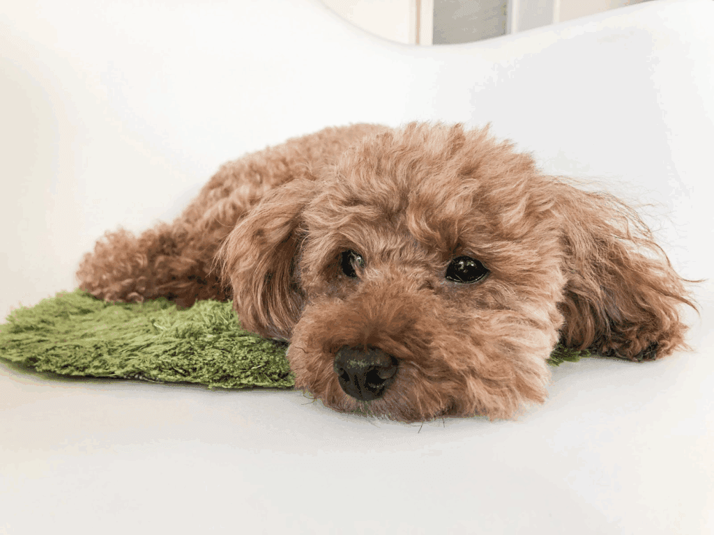 ラグの上に伏せているトイプードル