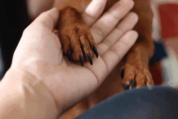 飼い主の手に足を乗せる犬