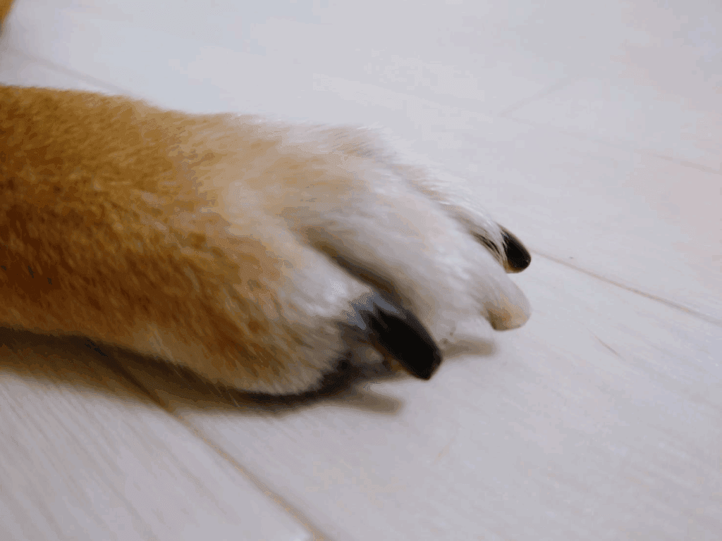 床の上に置いている犬の足先