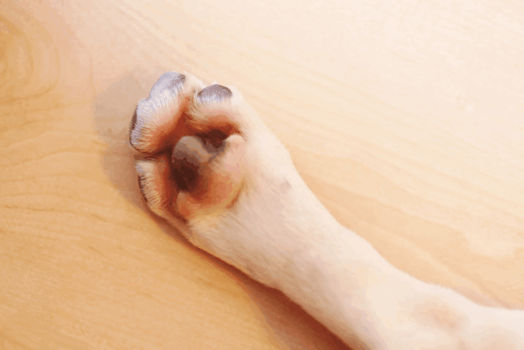 足先を上に向けている犬