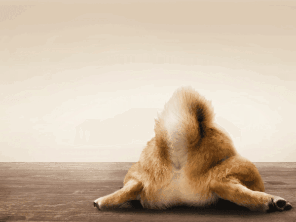 床に腹ばいになってお尻を向ける犬