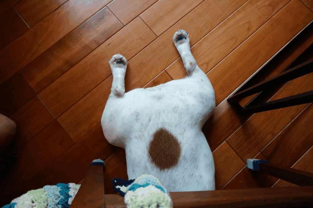 椅子の下に潜り込んでお尻だけ出す犬