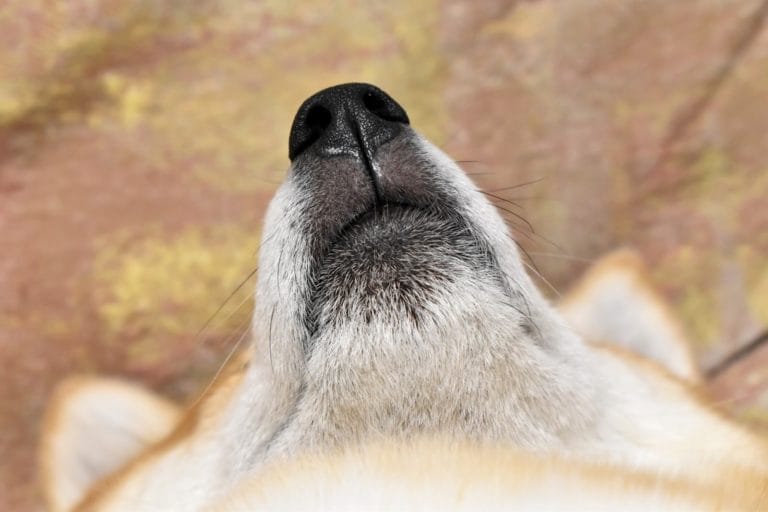 顎を見せる柴犬