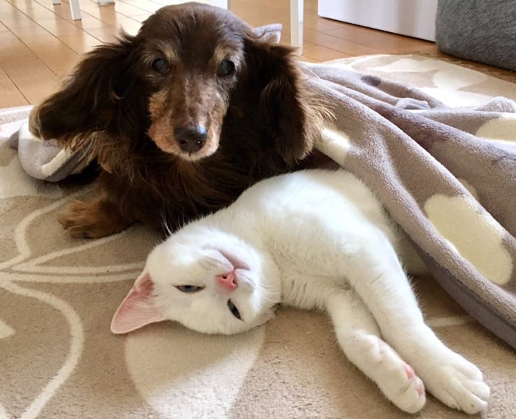 横になる白い猫と寄り添う犬