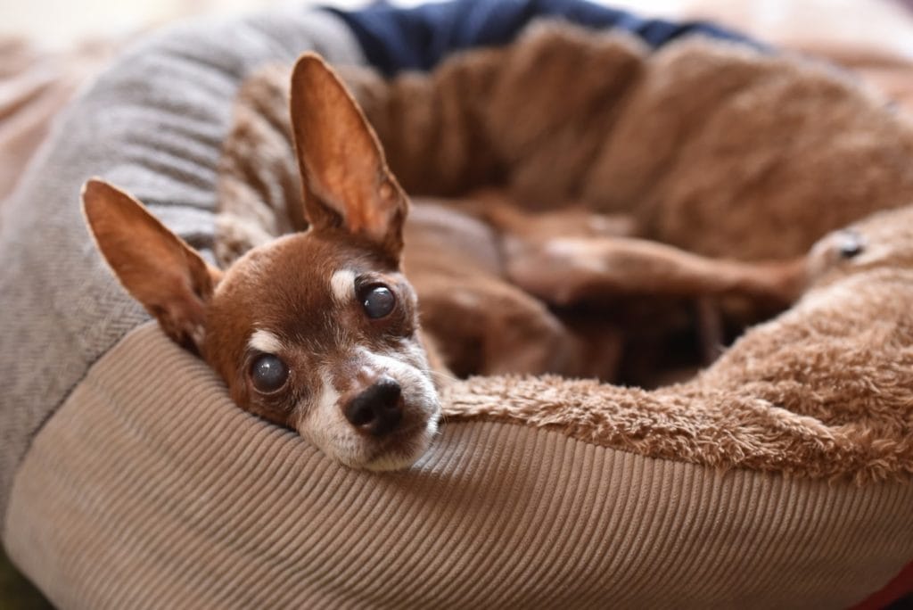 クッションで横になってこちらを見る犬