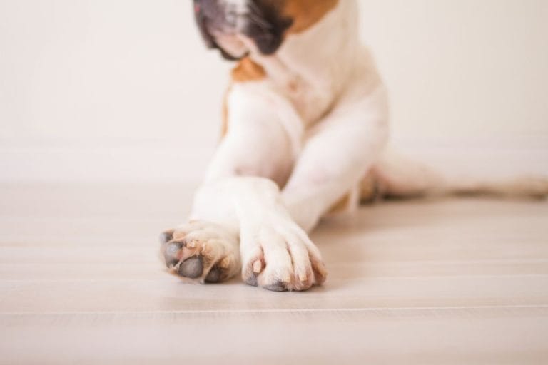 前足をクロスする犬