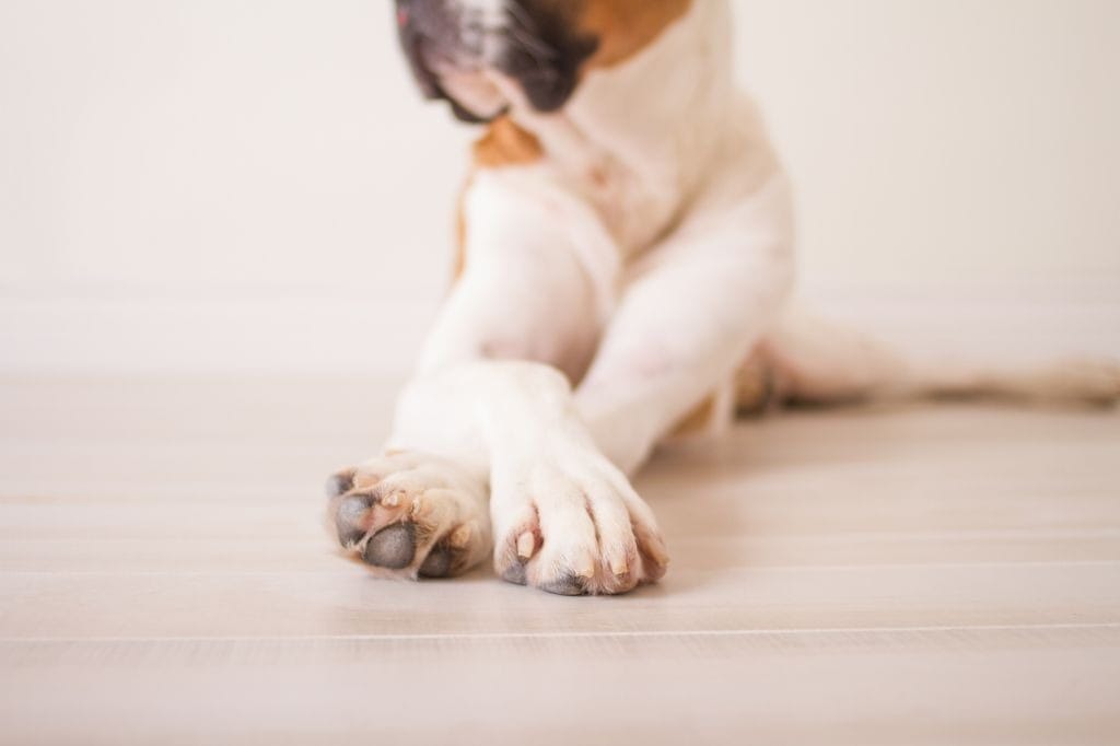 前足をクロスする犬