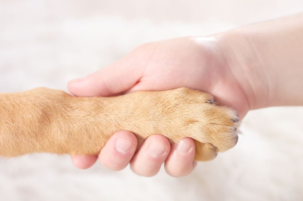子供と手を握る犬