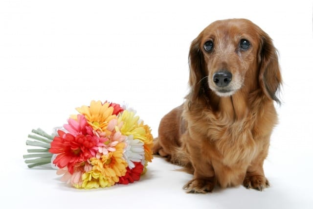 花束の横に座るミニチュア・ダックスフンド