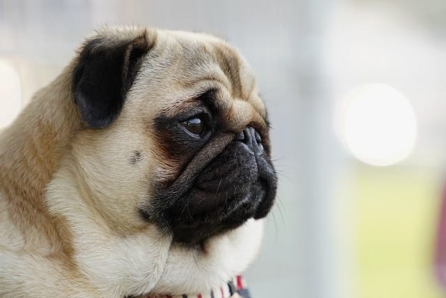 遠くを見つめるパグ