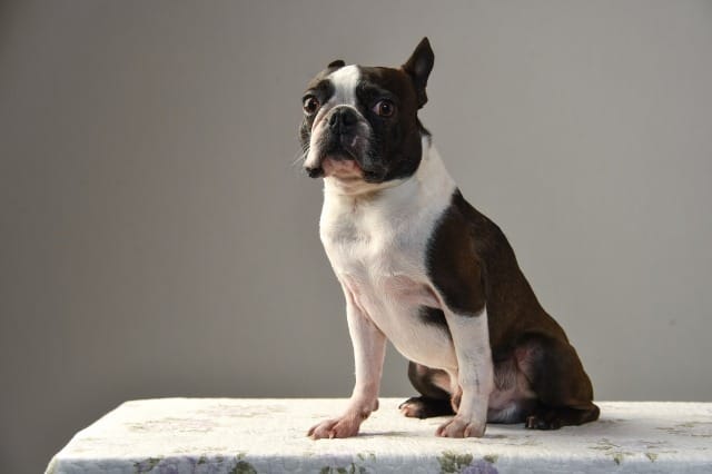 テーブルの上に座る犬