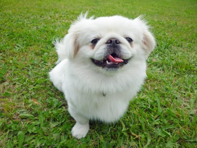 草むらの上で座る白い犬