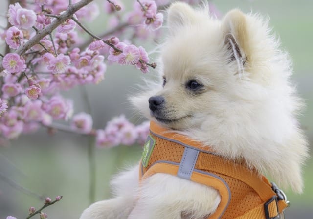 梅の花を見つめるポメラニアン