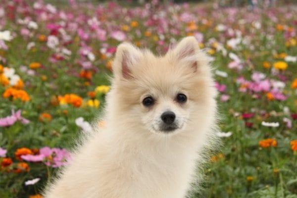 花畑で座ってこちらを見るポメラニアン