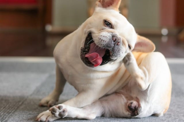 耳のうしろをかくフレンチブルドッグ