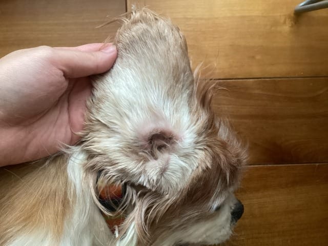 犬の耳を裏返してチェックする様子