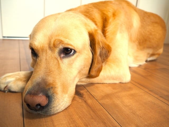 床に伏せる大型犬