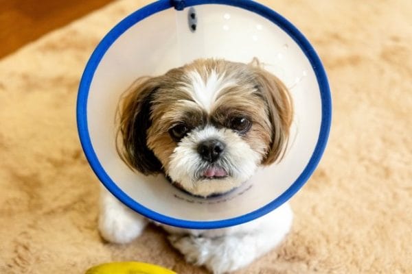 カラーをつけてこちらを見る犬