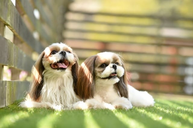 庭でくつろぐ2匹の犬