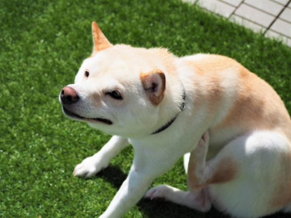 外を体をかく犬