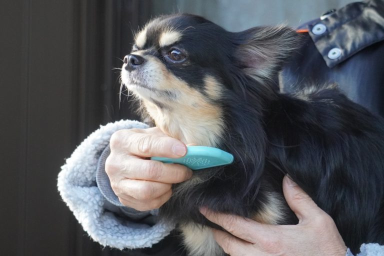 ブラッシングされるチワワ