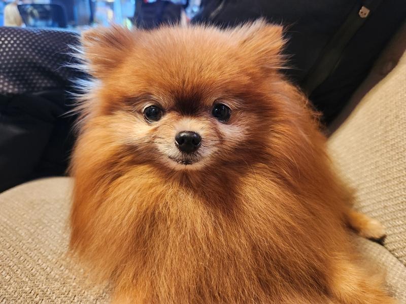 こちらを見つめるポメラニアン