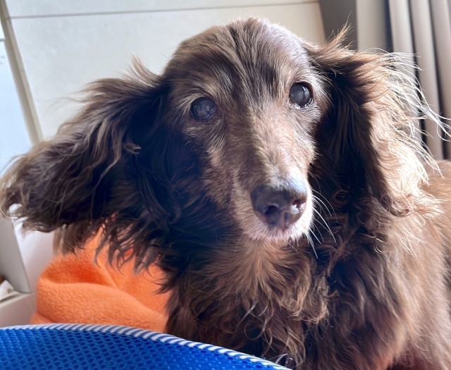 こちらを見る老いたダックスフンド